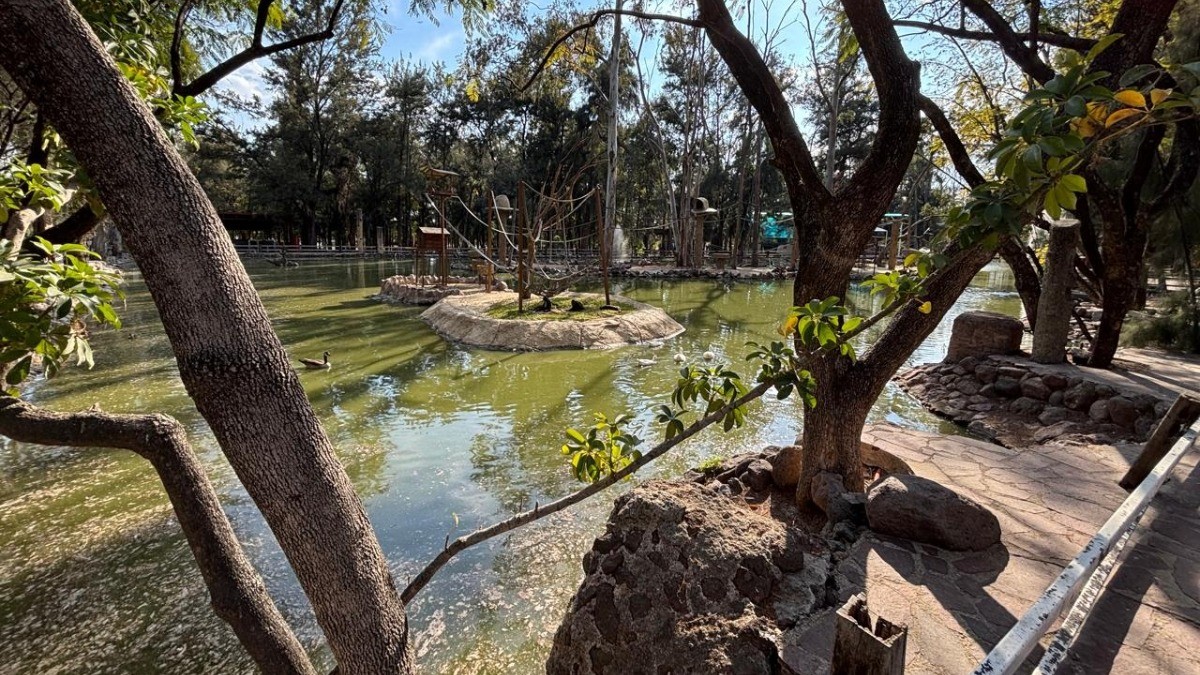 Revisarán contrato de 424 mil pesos a 'head hunter' tras terna fallida para el Zoológico