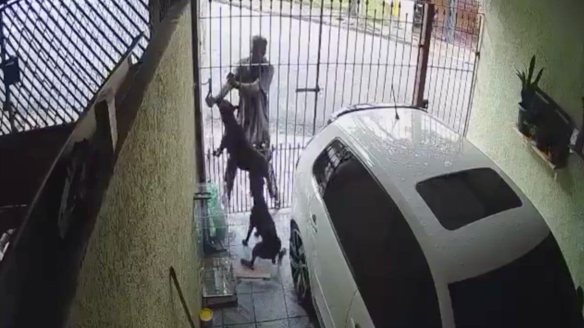 VIDEO ¡Denles un hueso doble! Hombre intenta robar, pero se olvidó que había dos perros