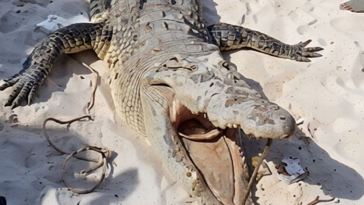 VIDEO Su hijo lo vio todo: Cocodrilo ataca y mata a hombre cuando se bañaba en río 