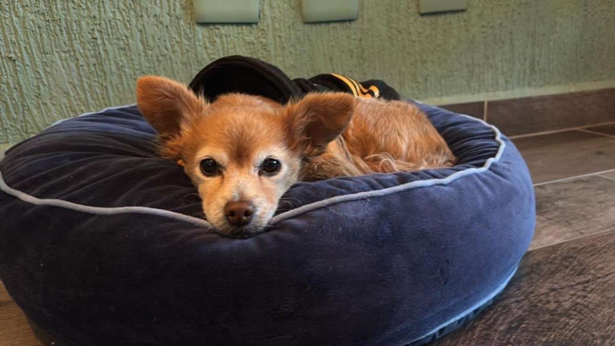 ¡Histórico! Maltrato animal será castigado en el estado