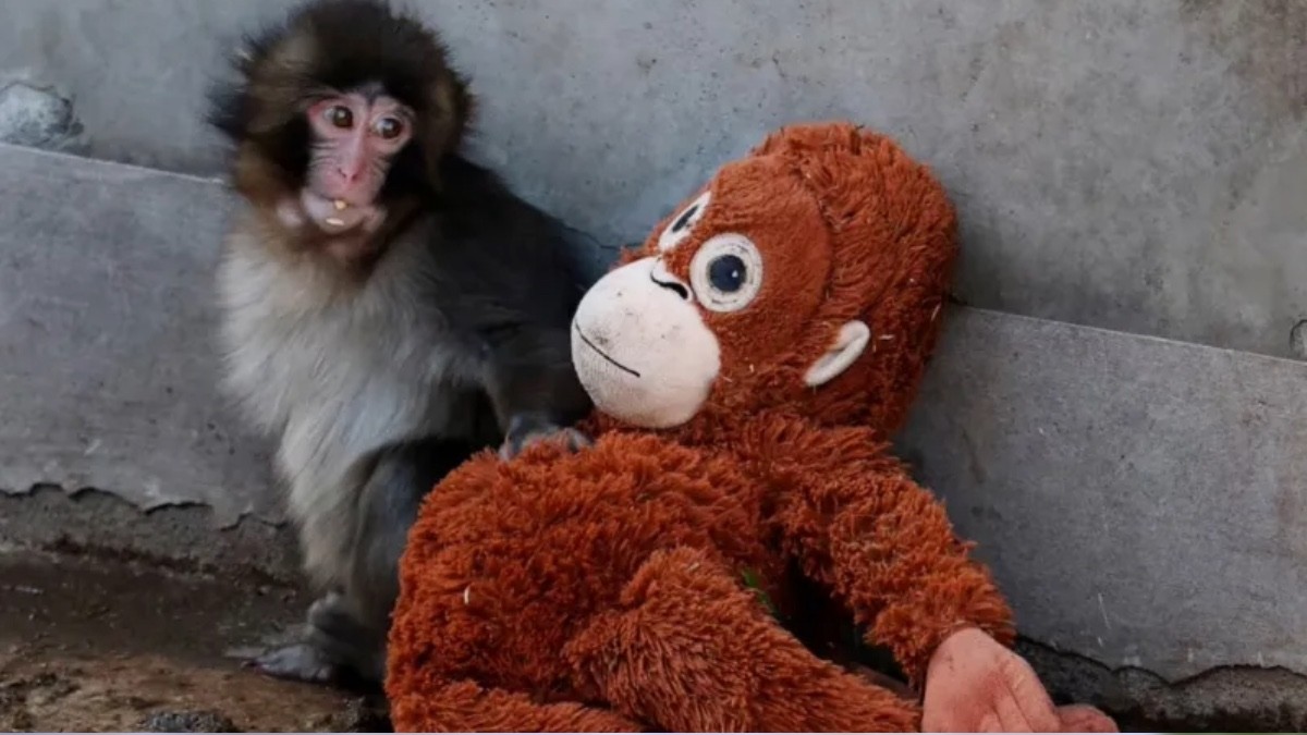 VIDEOS ¿'Punch' el mono viral está en peligro? Esto advierte una asociación