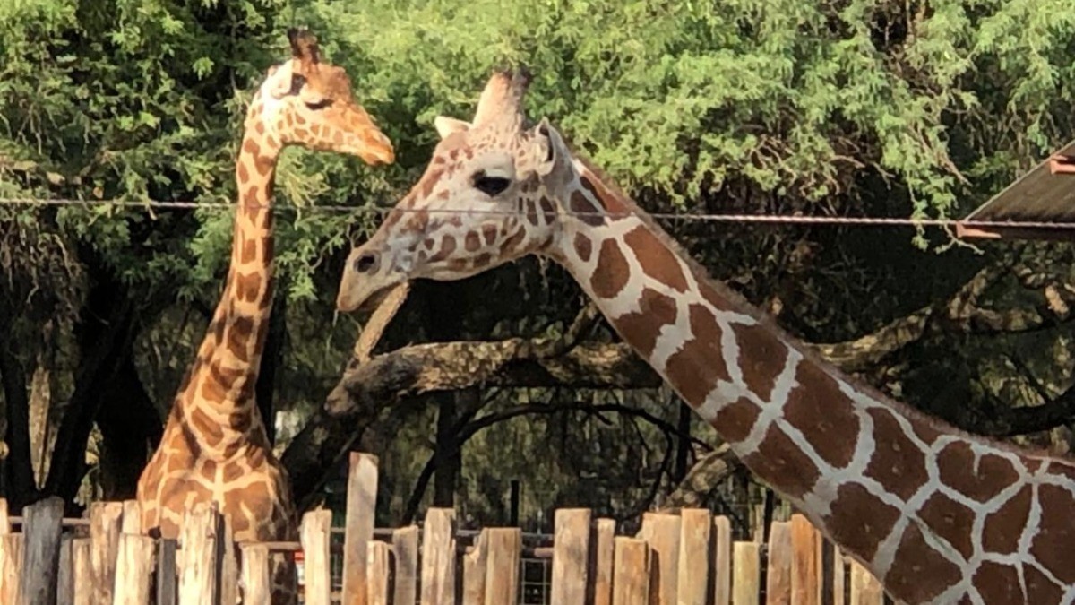 Rescinden contrato a cazatalentos tras fallida búsqueda para el Zoológico de León