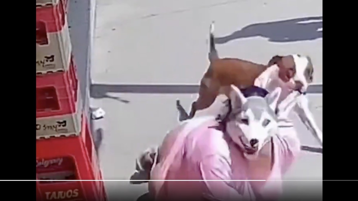 VIDEO Pitbull ataca a joven therian en plena calle, le roba blusa y se vuelve viral