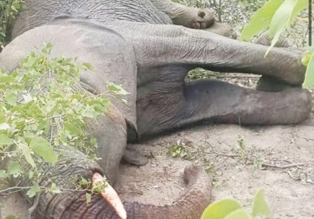 Mujer muere tras acercarse a elefante que creía muerto en Namibia