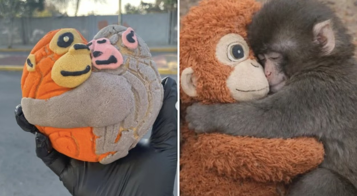 ¡Y sigue el ingenio! Conoce la historia del 'Conchanguito' que se volvió viral