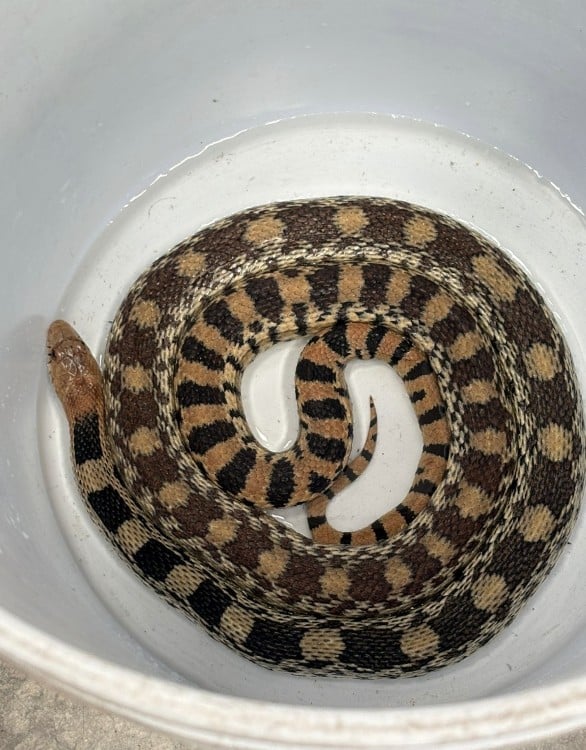 Rescatan serpiente cincuate en el Parque Ecológico de León; llaman a no dañar a la especie