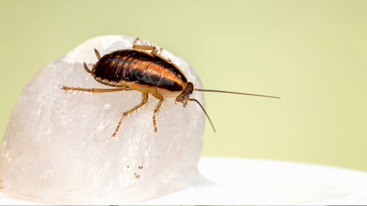 Cucarachas