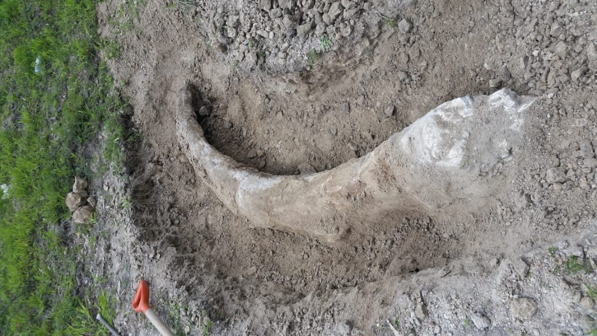 Colmillo de mamut Acámbaro: Encuentra fósil en su patio