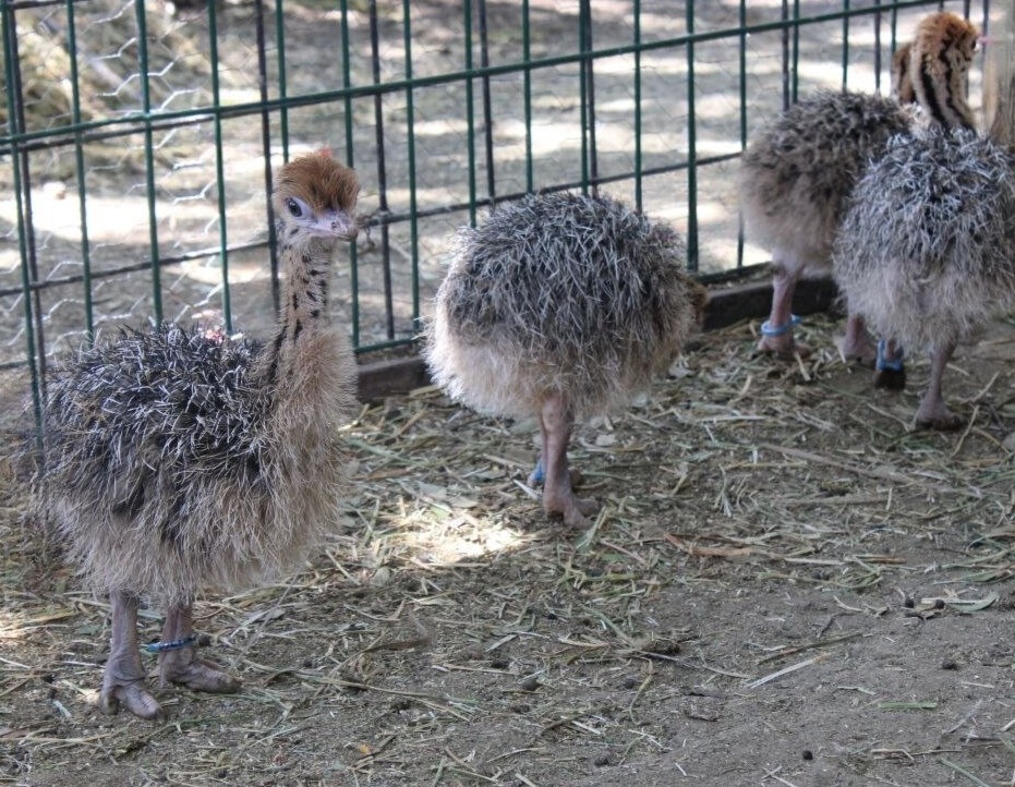 Nacen avestruces en el ZooLeón: ¡Ya puedes ir a verlas!
