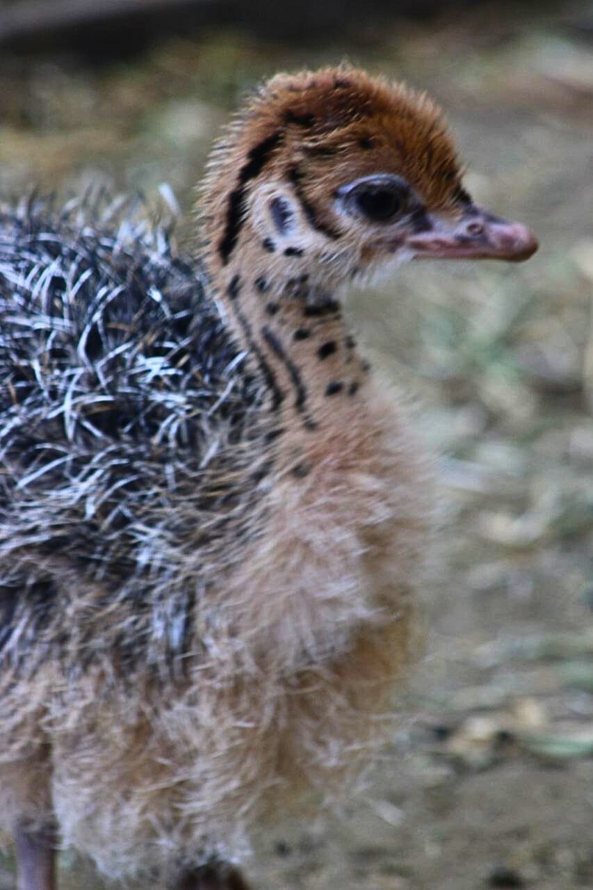 Nacen avestruces en el ZooLeón: ¡Ya puedes ir a verlas!