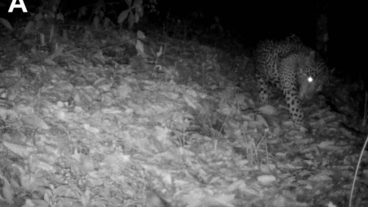 Jaguar en Guanajuato