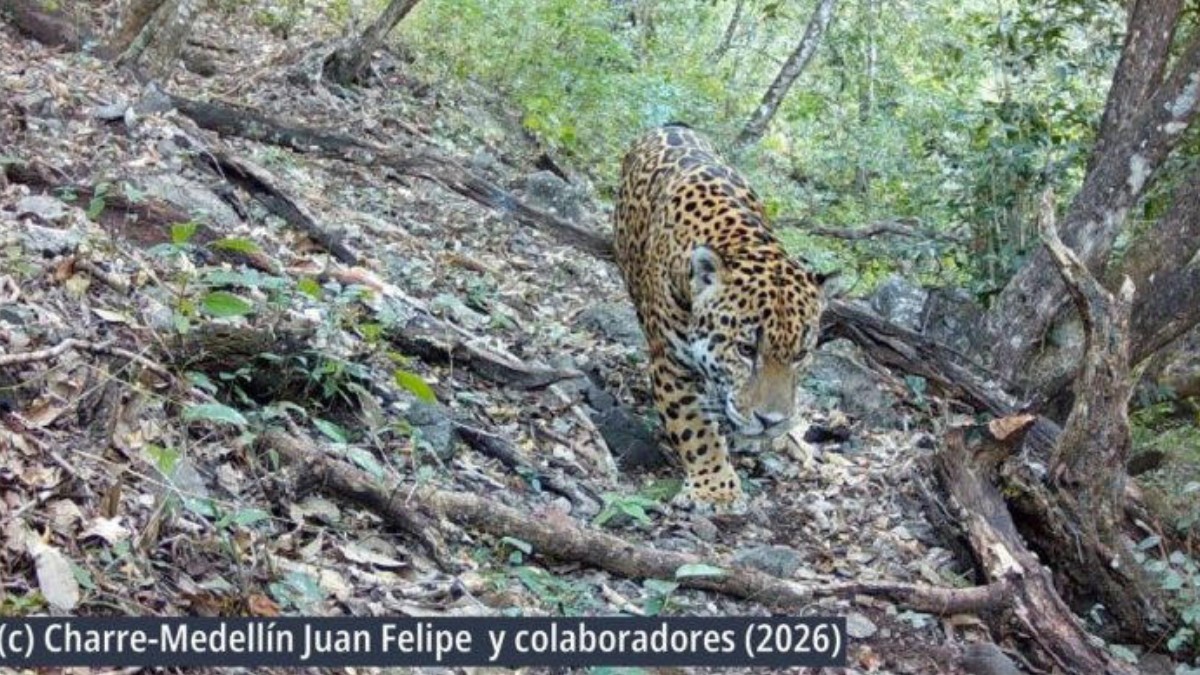 ¡Histórico! Registran por primera vez un jaguar en Guanajuato en la Sierra Gorda