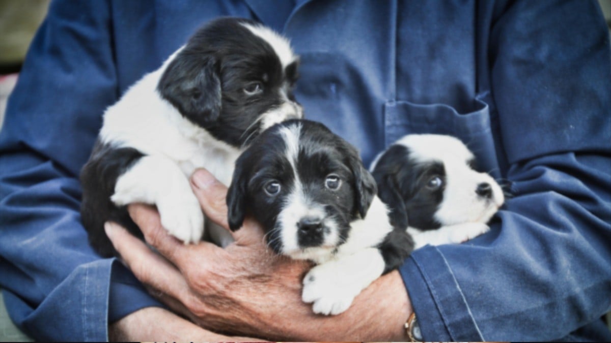 Maltrato animal sería causal para perder patria potestad de los hijos