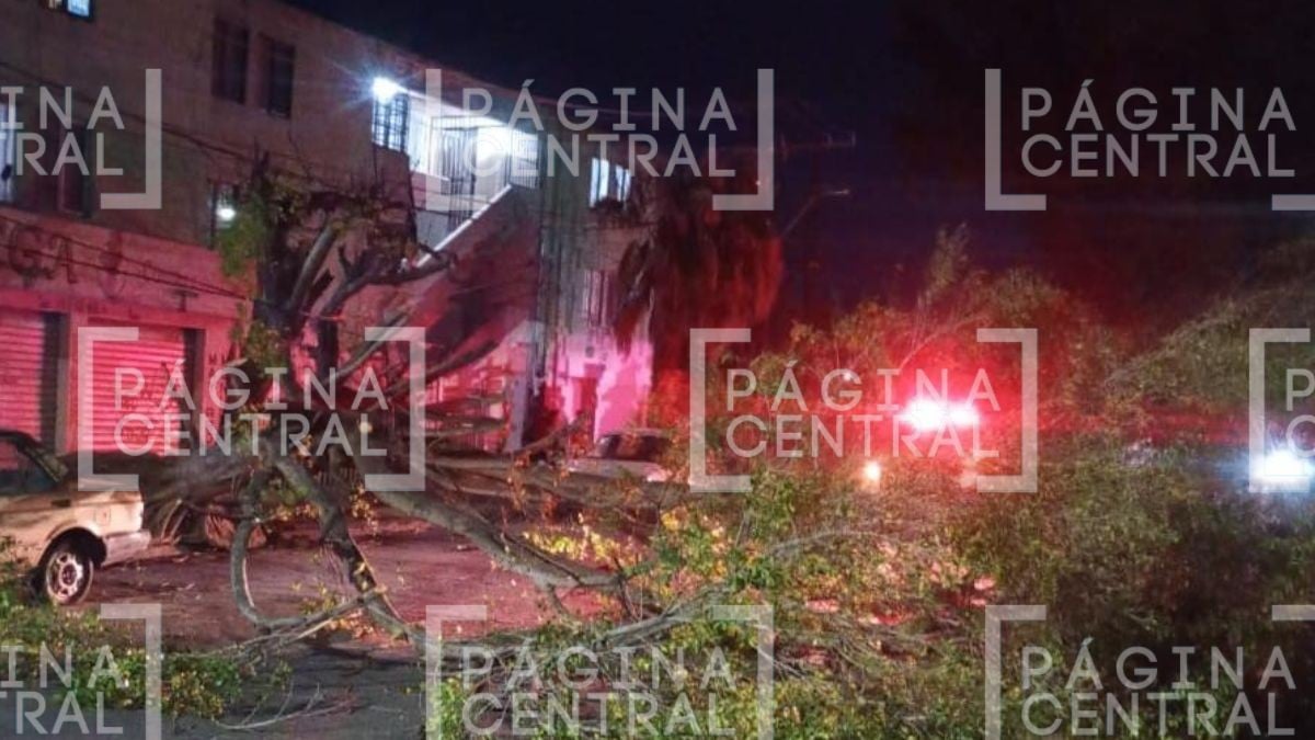 Por fuertes vientos: Caen árboles en distintas zonas de León