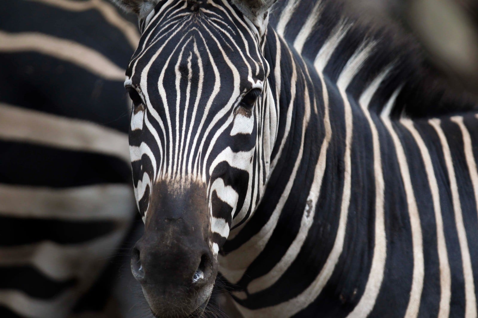 Sumérgete en los “Ecos del Mundo Animal” desde Zoológico de León
