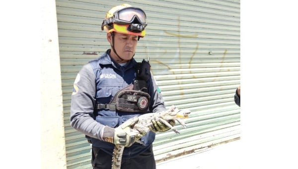 ¡Un cocodrilo! Sorprende hallazgo en el techo de una casa de la colonia Industrial