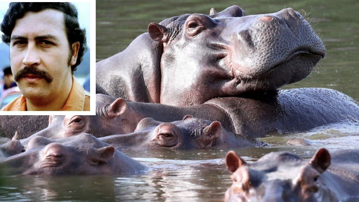 Colombia aplicará eutanasia a hipopótamos de Pablo Escobar; esta es la razón
