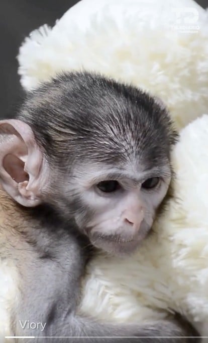 VIDEO Este zoológico tiene su propio Punch con su tierno peluche, ¡conócelo!