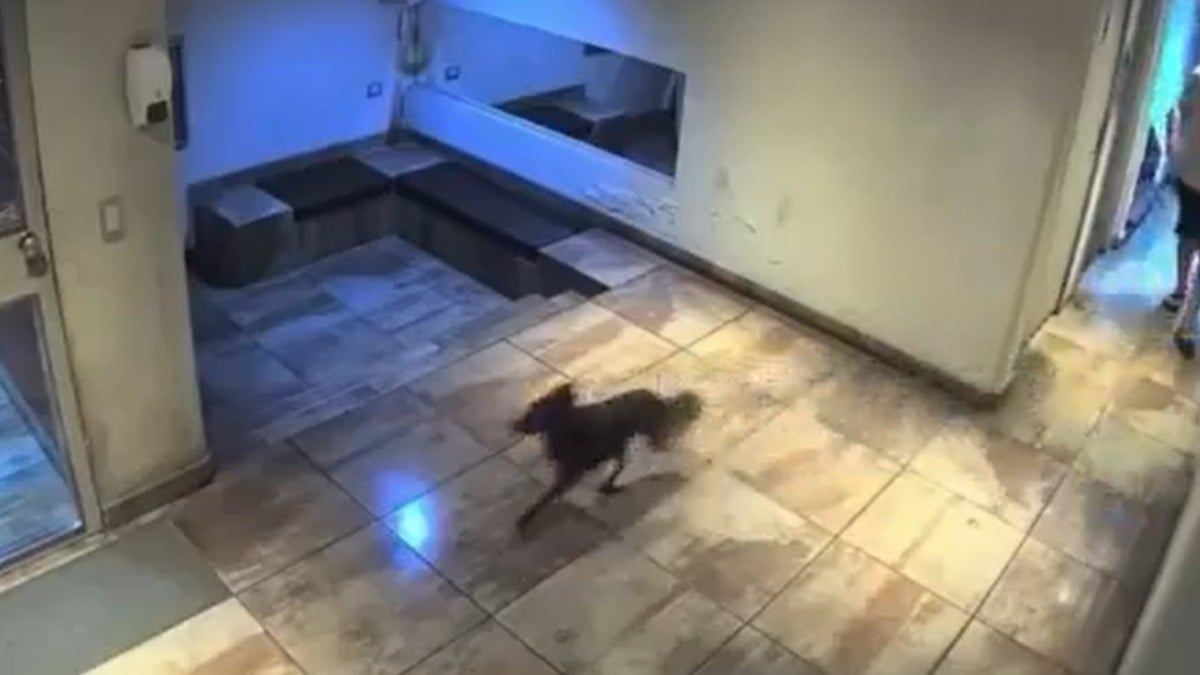 ¡Inhumano! Detienen a hombre que agredió a un perrito; esto le hizo (VIDEO)