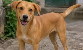 ¡Caramelo, ya eres mexicano! Oficialmente es nueva raza nacional