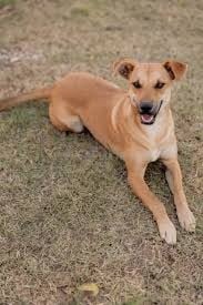 Perro caramelo nueva raza en México 