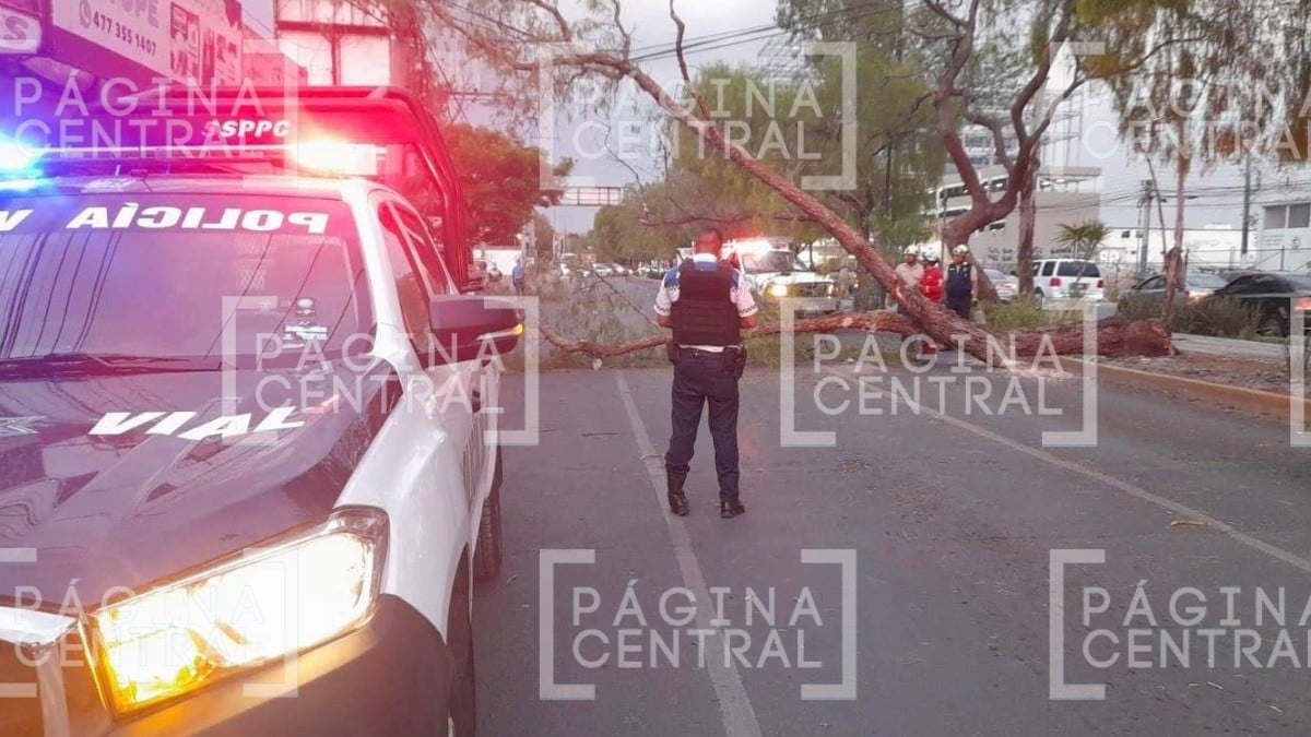 ¡Caos vial! Caída de árbol colapsa bulevar Mariano Escobedo y provoca cierre total