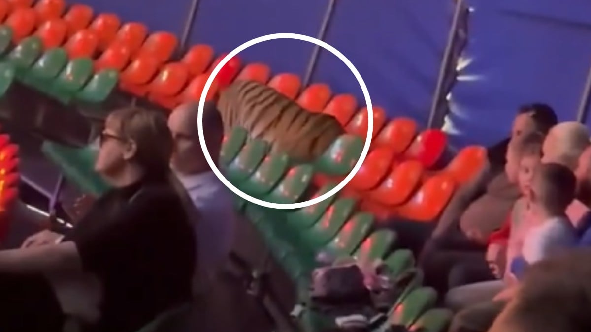 Tigre en un circo