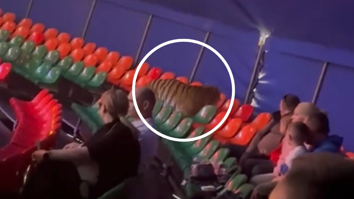 VIDEO ¡De película! Tigre se escapa de un circo y salta a las gradas con el público