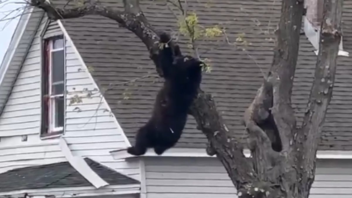 VIDEO ¡Trepó demasiado alto! Oso es sedado y cae desde la cima de un árbol; esto le pasó
