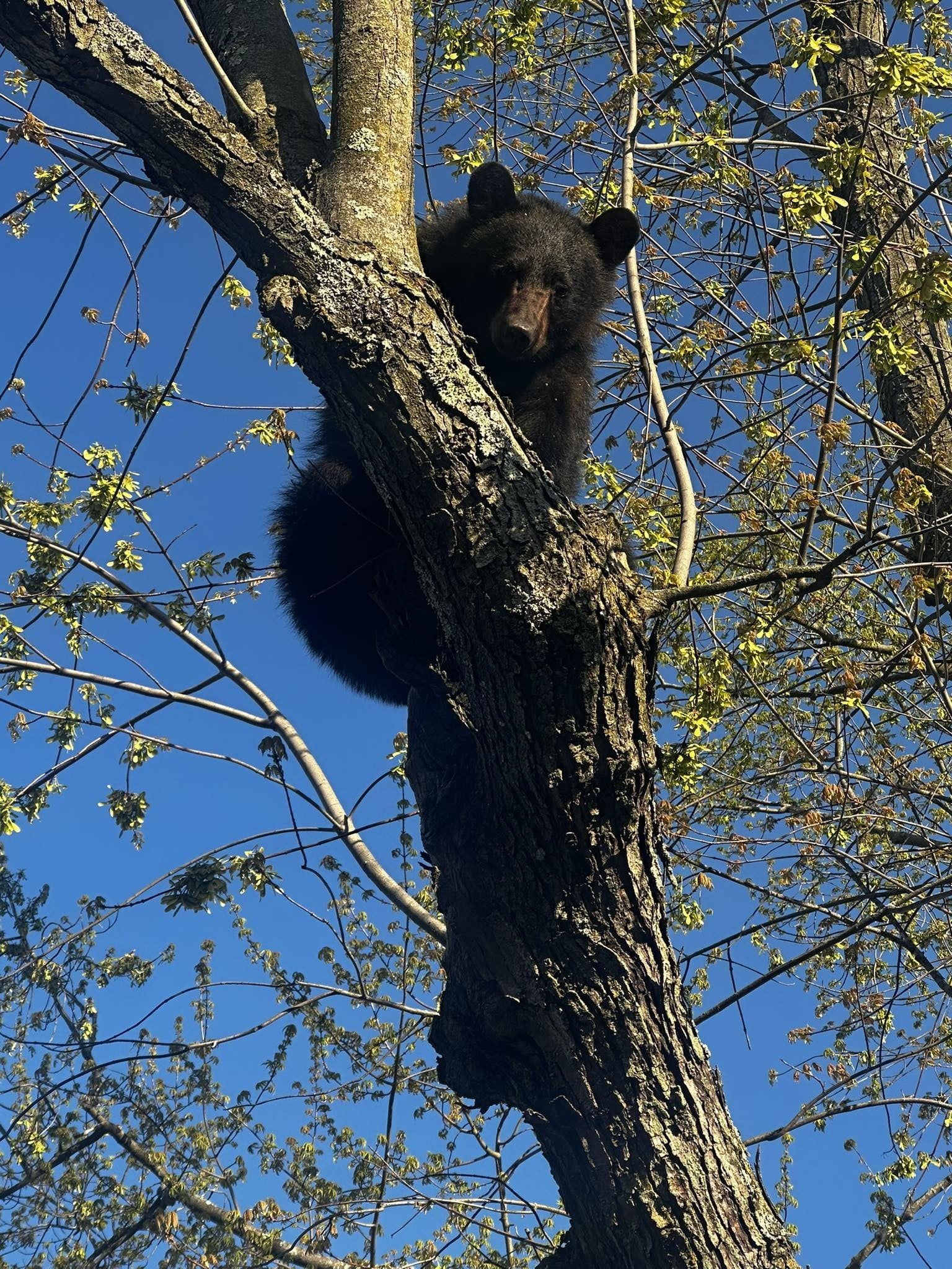 Oso en un árbol