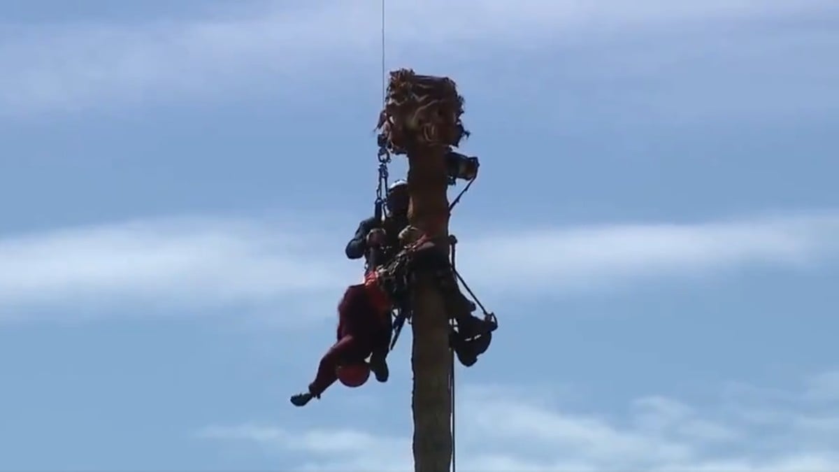 VIDEO ¡Quedó colgando a 23 metros de altura! Hombre se desvanece al podar una palmera