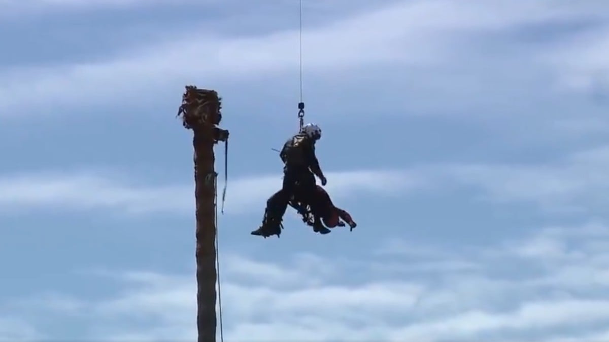 Rescate en una palmera