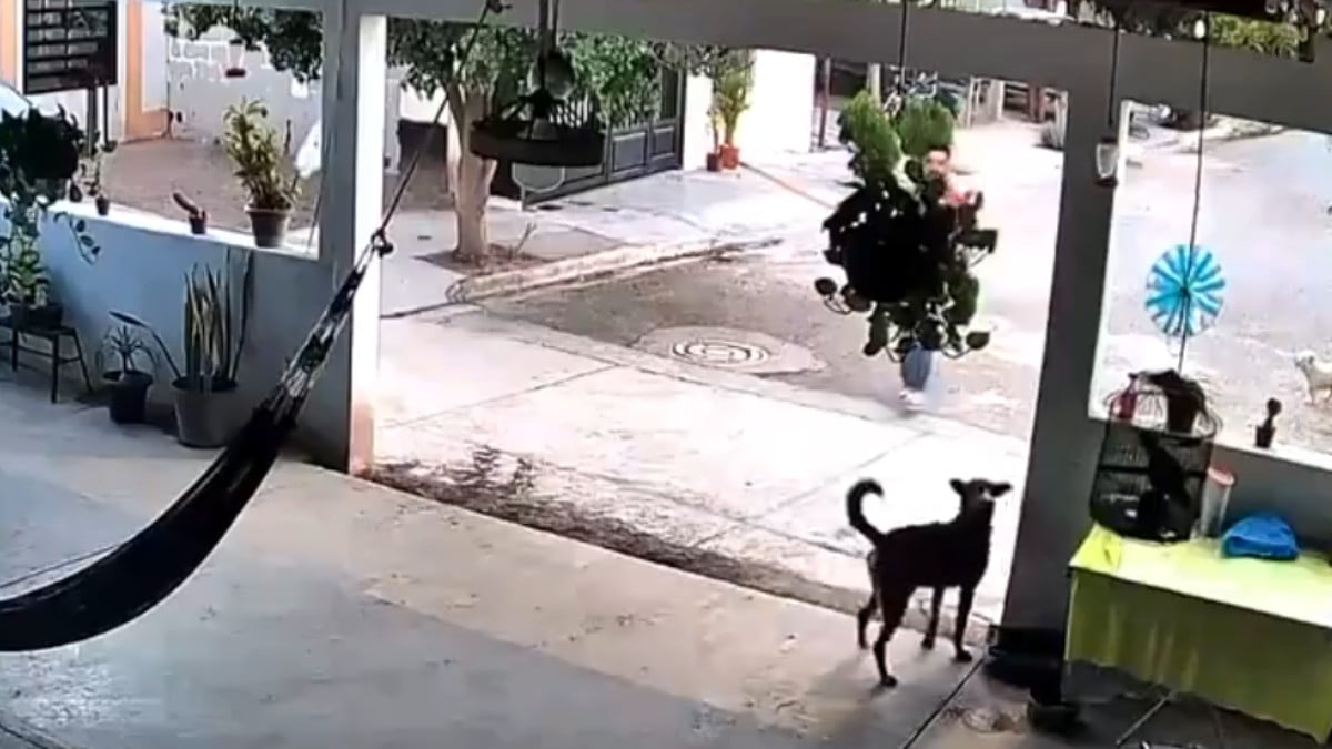 VIDEO ¡Justicia para 'Toto'! Investigan ataque contra perrito al que golpearon con un palo