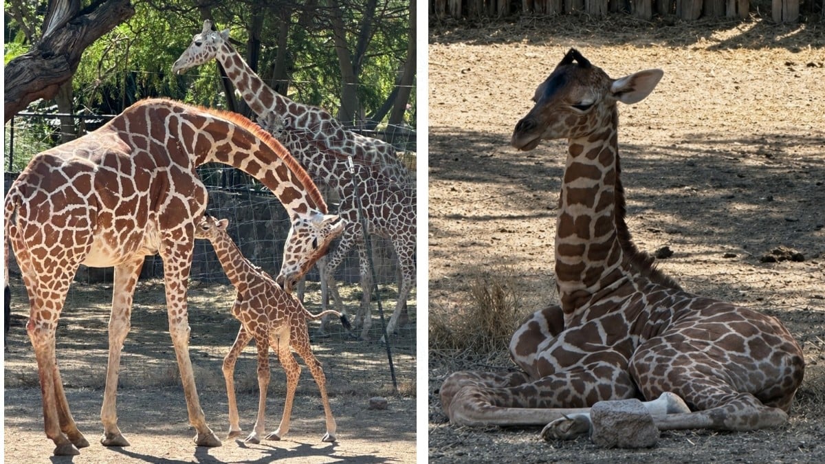 ¡Nuevo integrante del Zoológico de León! Nace jirafa reticulada