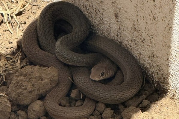 ¡Qué susto en Lombardía Residencial! Protección Civil captura a reptil dentro de una casa