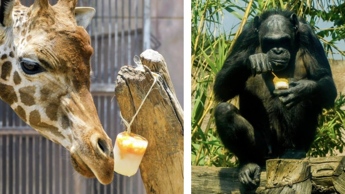 Mitigan el calor: Animales ¡reciben paletas de hielo para hidratarse!