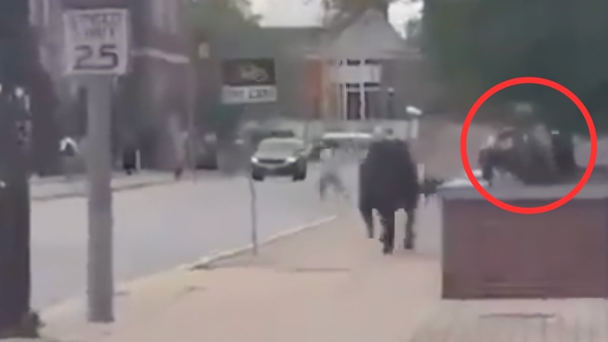 VIDEO Vaca escapa y atemoriza a todos en plena universidad, uno quedó pies arriba