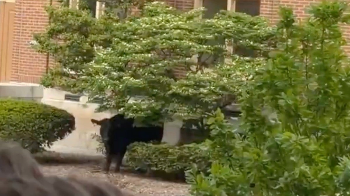 Vaca causa caos en campus