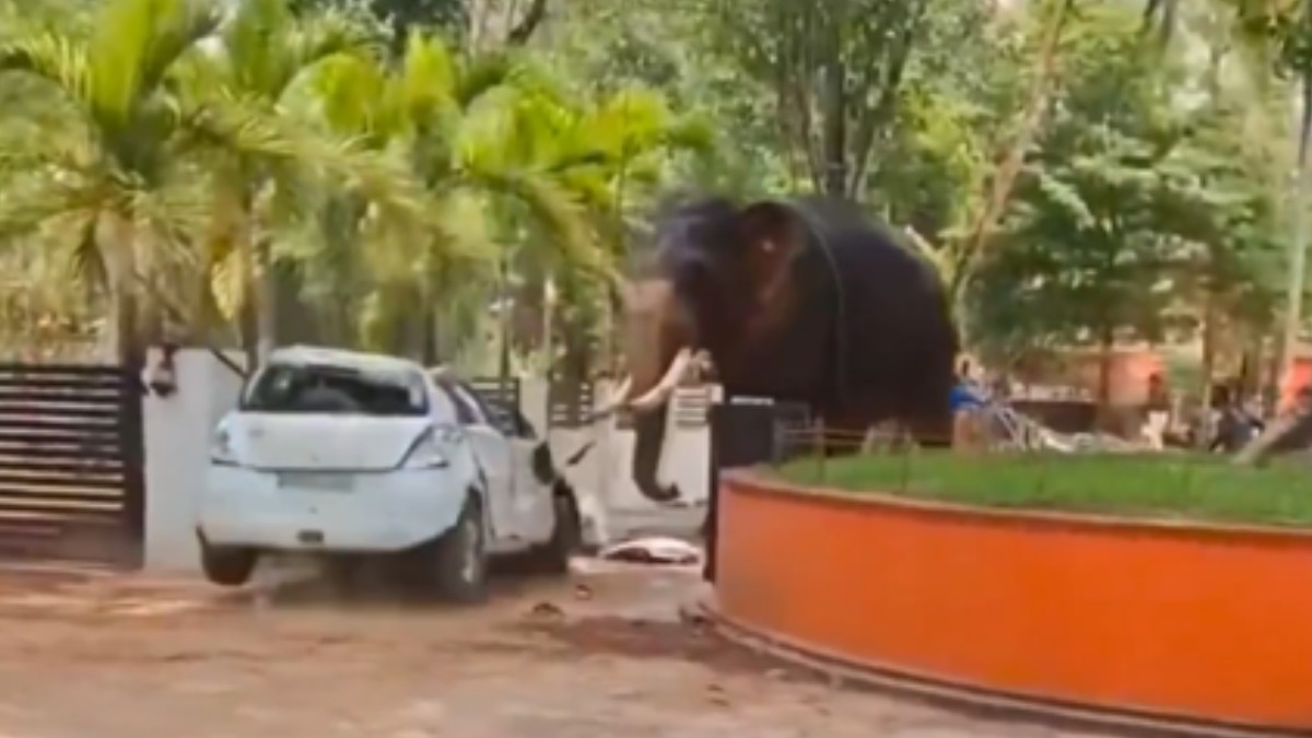 Elefante pierde el control