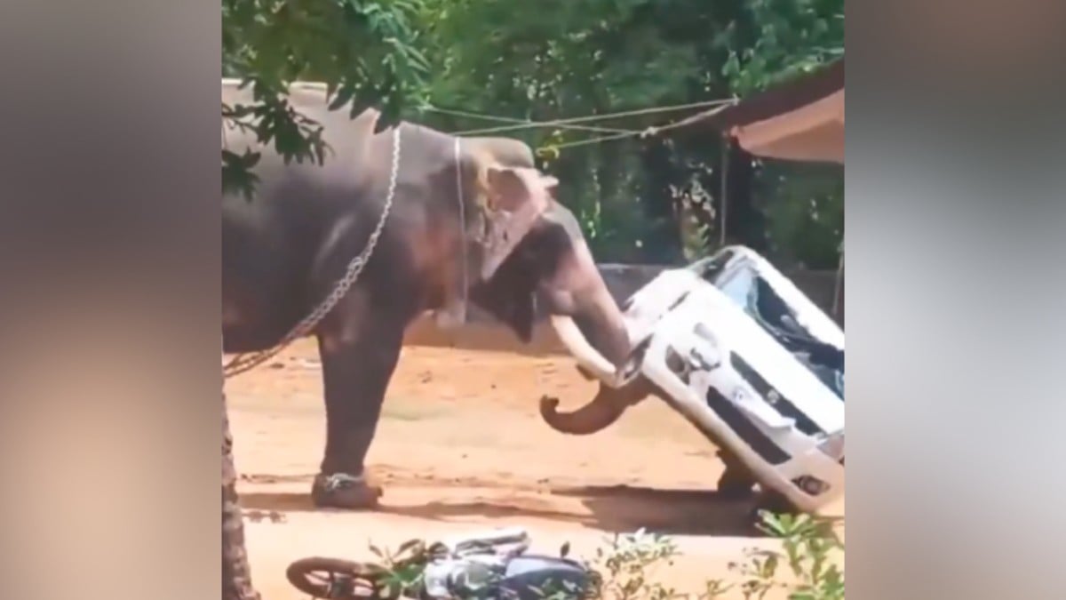 VIDEO Elefante se sale de control, causa destrozos y mata a una persona
