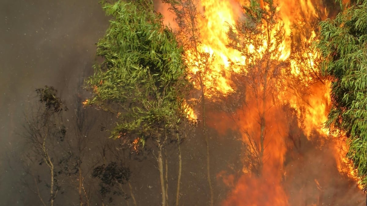 Incendios forestales activos en México