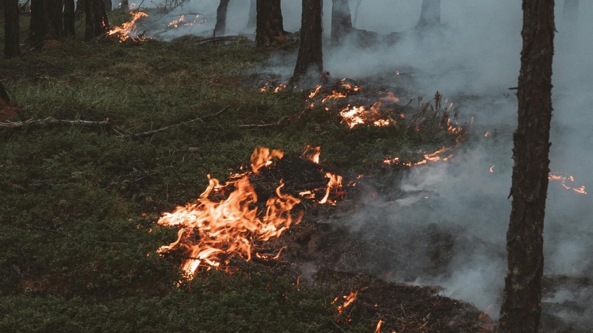 ¡México arde! Más de 30 incendios forestales activos en ola de calor