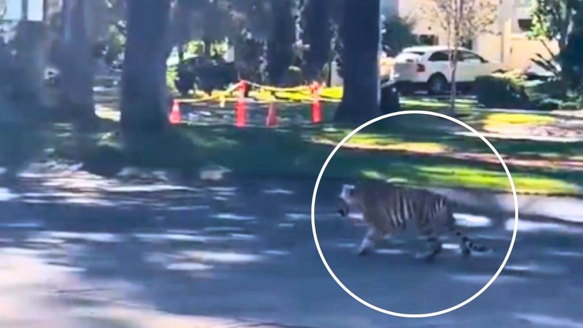 VIDEO ¡He visto un lindo gatito! Captan a tigre deambulando por las calles de Zapopan