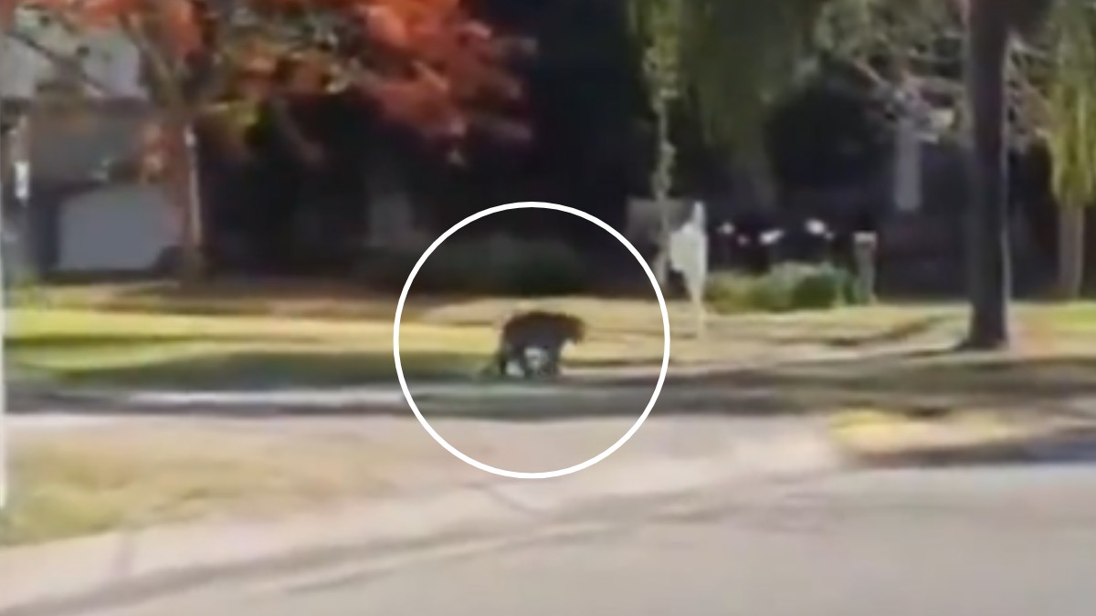 Tigre en Zapopan