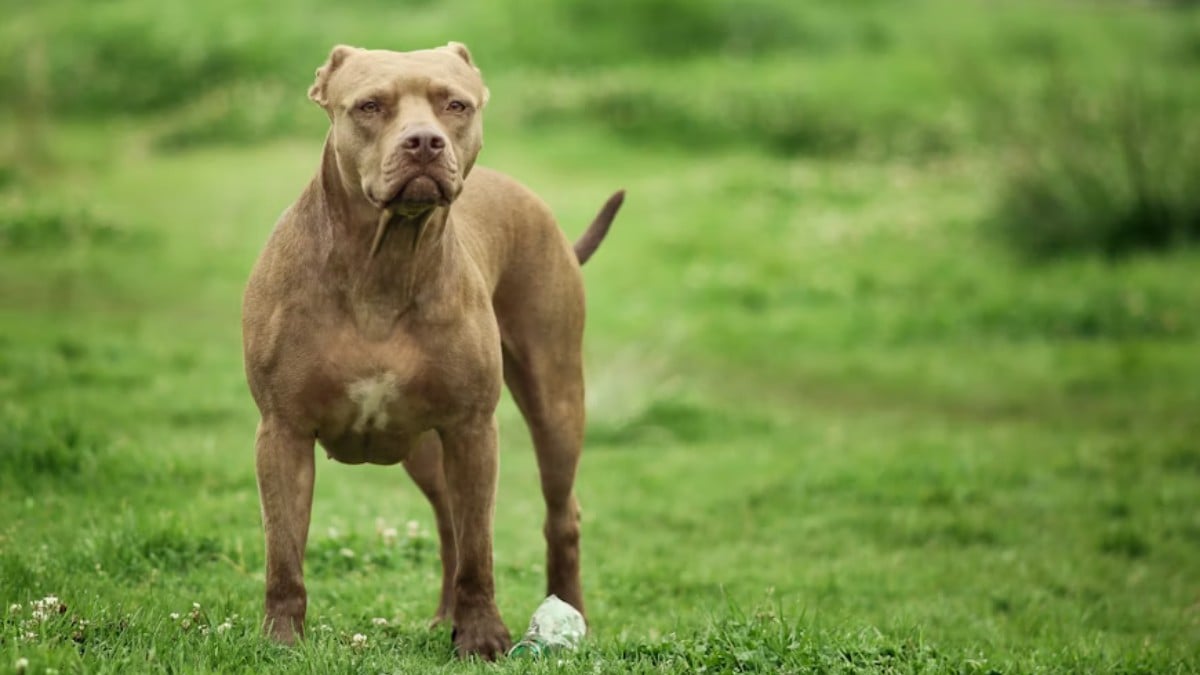 VIDEO ¡Brutal ataque! Perro pitbull se abalanza sobre una mujer y le muerde el rostro y los brazos