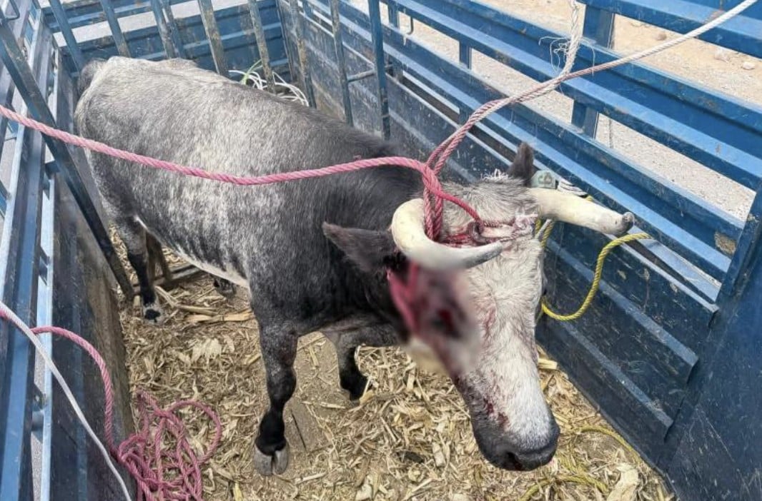 ¡Caos en la carretera! Un toro de lidia suelto siembra el pánico en El Marqués