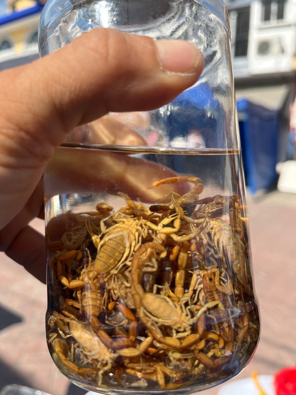 Aumentan picaduras de alacrán en Guanajuato