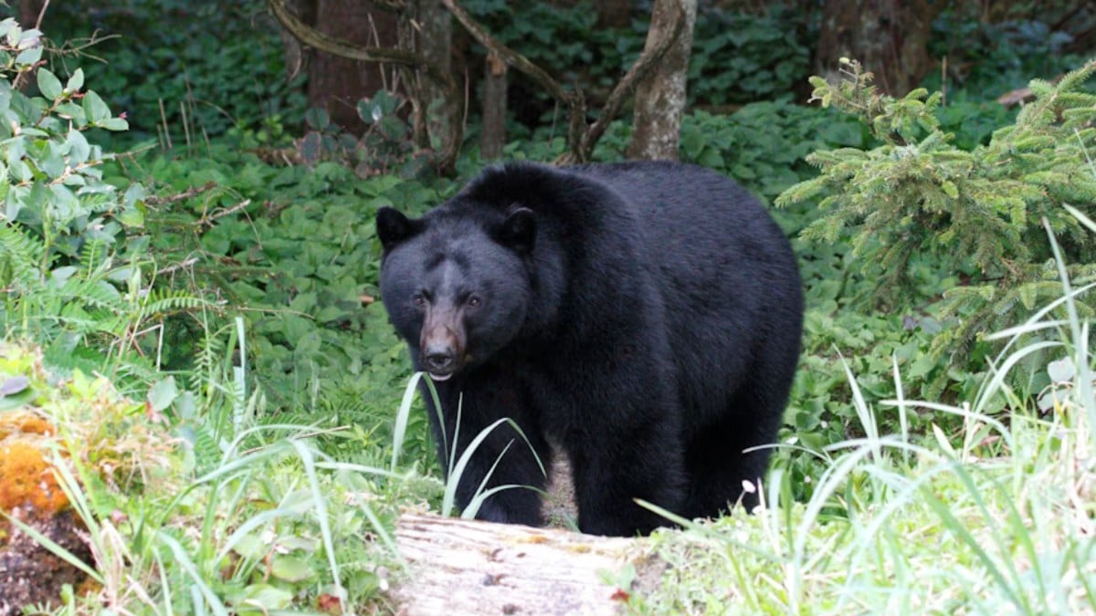Hombre desaparece en una excursión y lo encuentran sin vida tras ser atacado por un oso