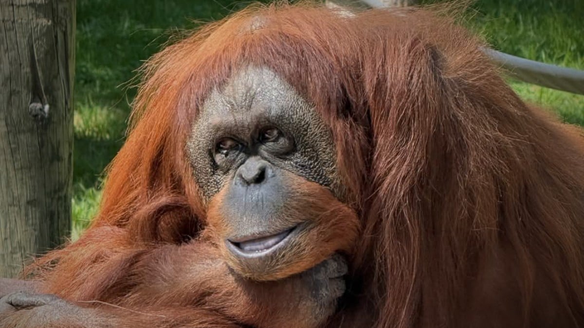 ¡Está grave! Diagnostican cáncer a Tang, orangután emblema del Zoológico de León