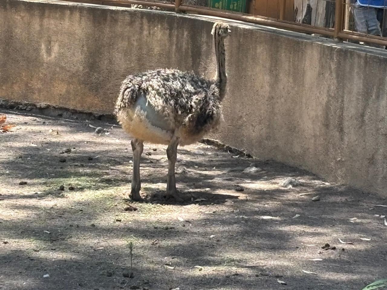 Reconoce ZooLeón sobrepoblación Reconoce ZooLeón sobrepoblación